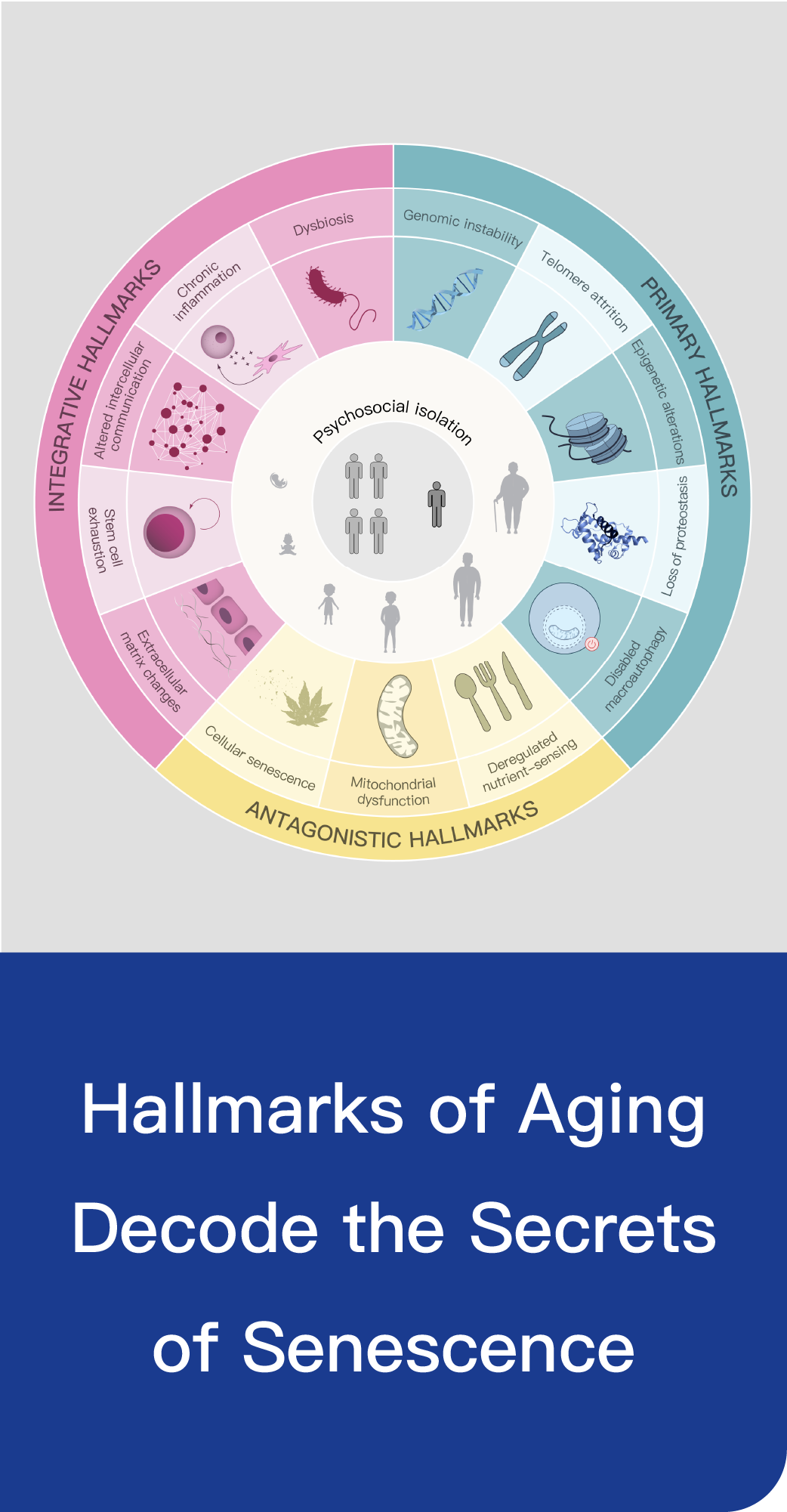 Hallmarks of Aging